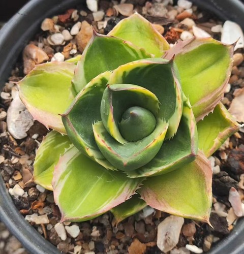 Rara pianta succulenta viva