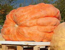 Semi di zucca gigante ?  SELEZIONATI ! ? ATLANTIC GIANT ???  Alta qualità!