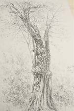 Studio di un albero | Anton Schumich, artista austriaco