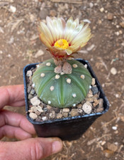 ASTROPHYTUM ASTERIAS NUDUM -