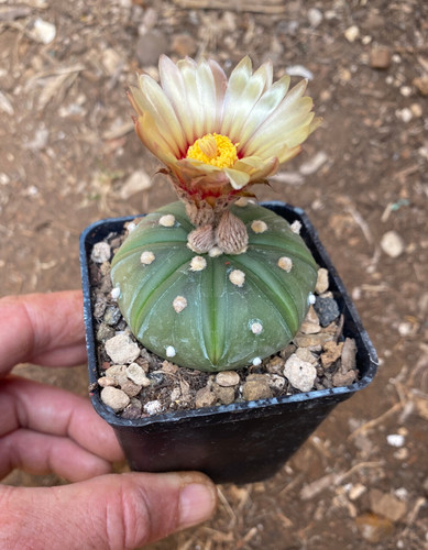 Astrophytum asterias nudum - astrophytum,