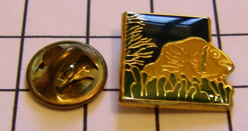 Pin merou poisson fish - poisson,