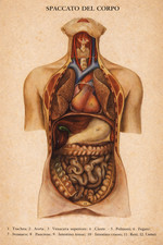 Spaccato del corpo anatomia - del,