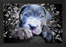 Quadro con cornice Cane Corso