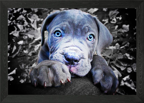 Quadro con cornice cane corso - con,