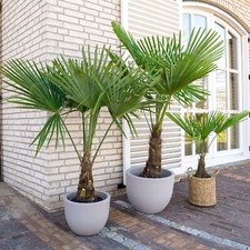 Palma cinese a ventaglio "Trachycarpus fortunei" pianta in vaso ø9 cm
