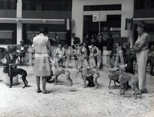 Foto vintage Animali, levrieri in mostra a Milano, 1966, stampa 21 x 27 cm