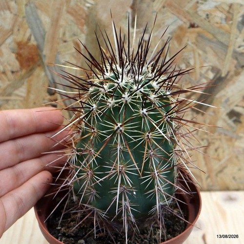 Echinocereus engelmannii vaso - echinocereus,