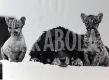 Foto Vintage Animali compagnia Felini Puma Concolor e cane stampa 15x20 cm