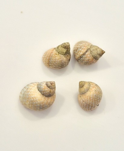 Littorina saxatilis bargain - saxatilis,