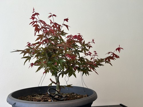 Bonsai acero rosso deshojo - rosso,