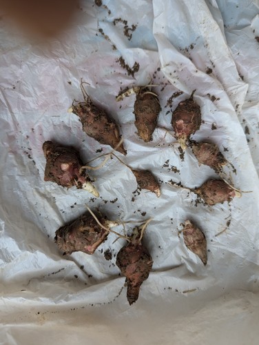 Tuberi carciofo di - tuberi,