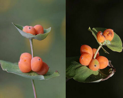 Lonicera sempervirens - sempervirens,
