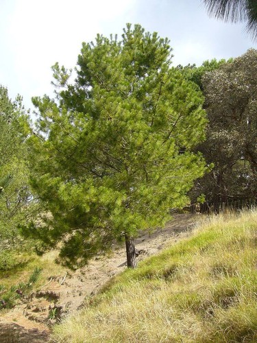 Pinus greggii gregg s - greggii,