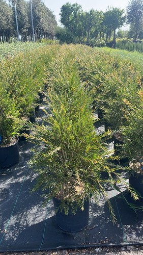 Scovolino callistemon - scovolino,