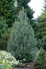 Blue Needled Pinyon Pine