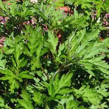 Qing Hao / Artemisia annuale (Artemisia annua) biologico - circa 1000 semi