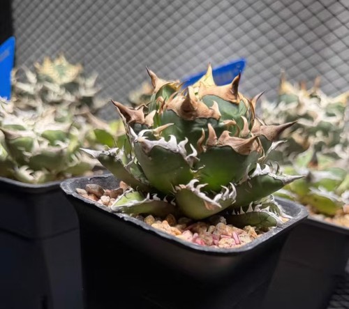 Rara pianta cactus agave - rara,