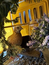 Uova da cova di quaglie