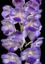 Vanda Sasisha X V lawrencea  