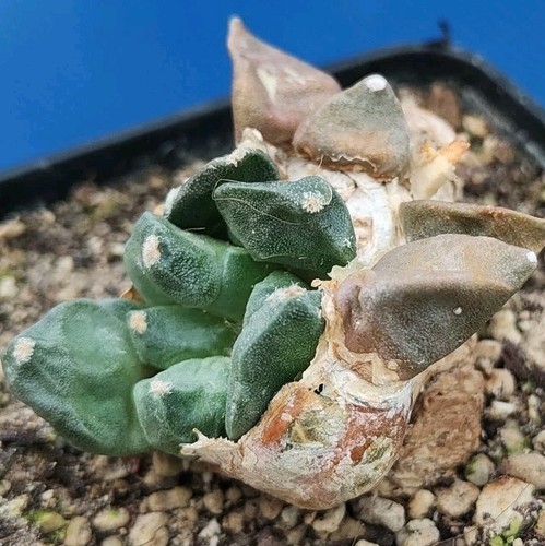 Ariocarpus elongatus form - ariocarpus,