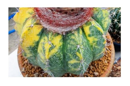 Melocactus curvispinus - 5x,