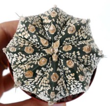 Astrophytum cv ONZUKA x SUPERKABUTO 35 -