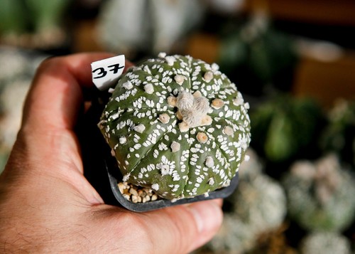 Astrophytum superkabuto - 37.,