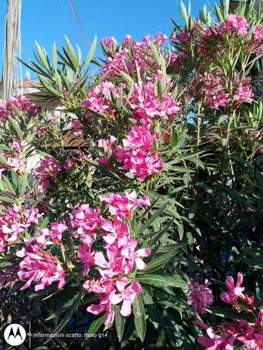 Oleandro fiore fucsia - oleandro, -fiore