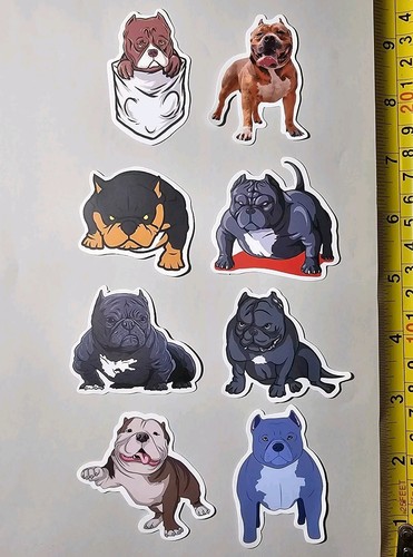 Pocket bully pitbull - bully,