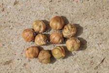 GINEPRO ABISSINO - JUNIPERUS