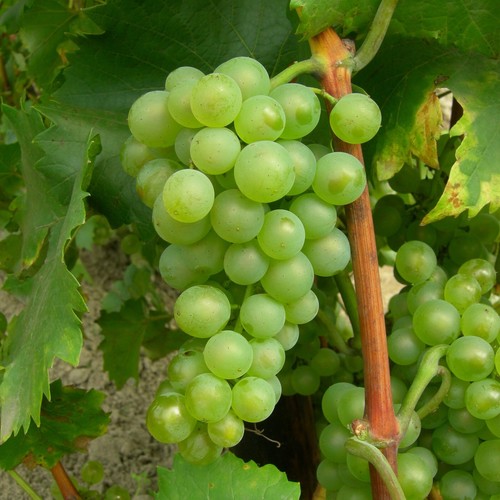 Vite bianca con frutta - bianca,
