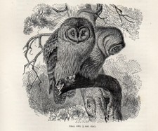 1894 = ALLOCCO = Uccelli