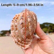 Maggiore Arpa Naturale Mare Conchiglia Acquario Pesce Tender Soprammobile Casa