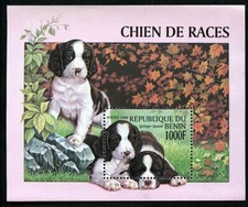 English springer spaniel - english,