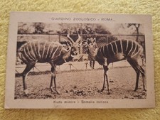 CARTOLINA  GIARDINO ZOOLOGICO