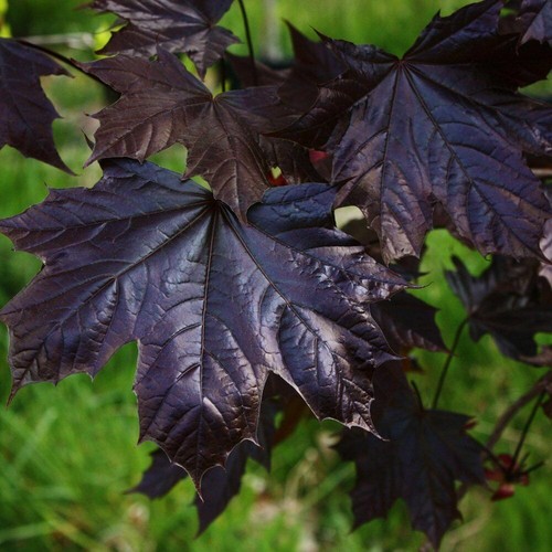 Acer platanoides goldsworth - platanoides,