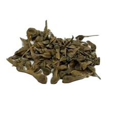 Trident Maple Bonsai Tree Seed