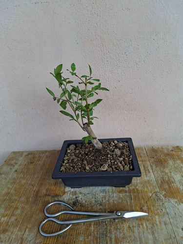 Pre bonsai punica granatum - punica,