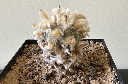 Ariocarpus spec a radice - a,
