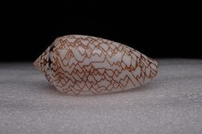 121 - Sea shells -Conus