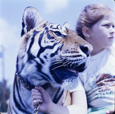 Foto diapositiva pellicola 120