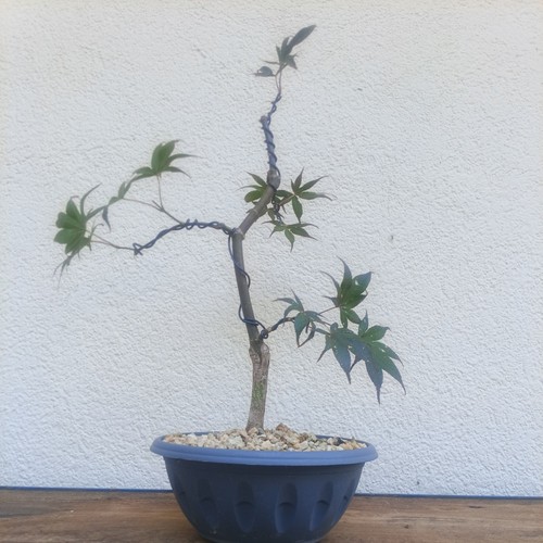 Bonsai acero palmato - acero,