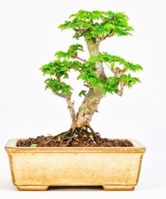 Bonsai di Acero Testa di Leone