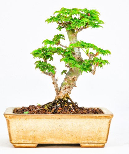 Bonsai acero testa - di, leone