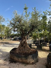 ULIVO VERDIAL ESEMPLARE