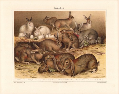C1900 varieties rabbits - c1900,