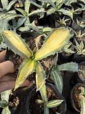Agave ovatifolia pianta di