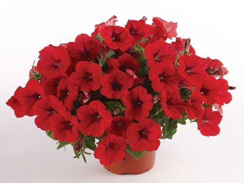 Semi petunia surfinia deep - 70,