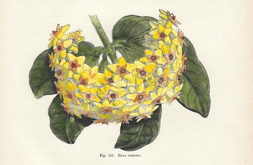 Hoya carnosa stampa antica del - carnosa,